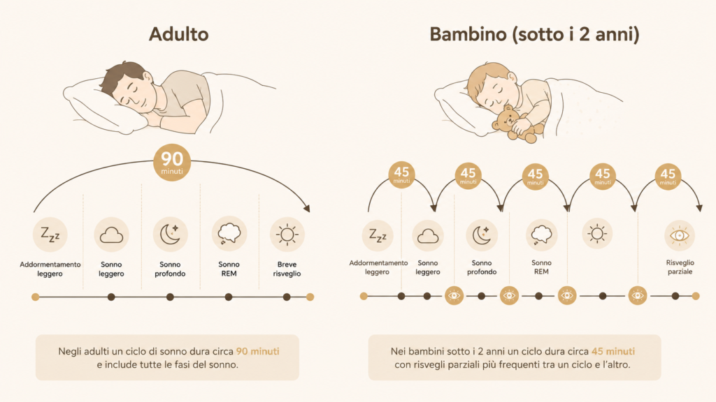 Mio figlio non dorme: confronto tra i cicli del sonno dell'adulto e del bambino piccolo