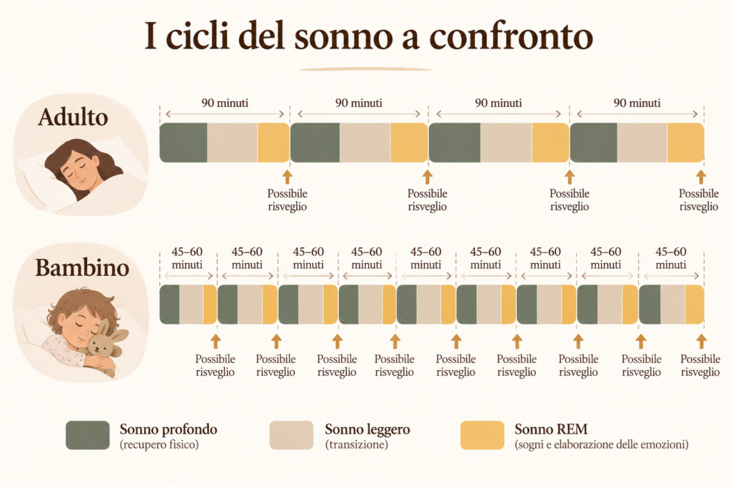 Mio figlio si sveglia ogni notte: confronto visivo tra i cicli del sonno infantile (più brevi e frequenti) e quelli adulti